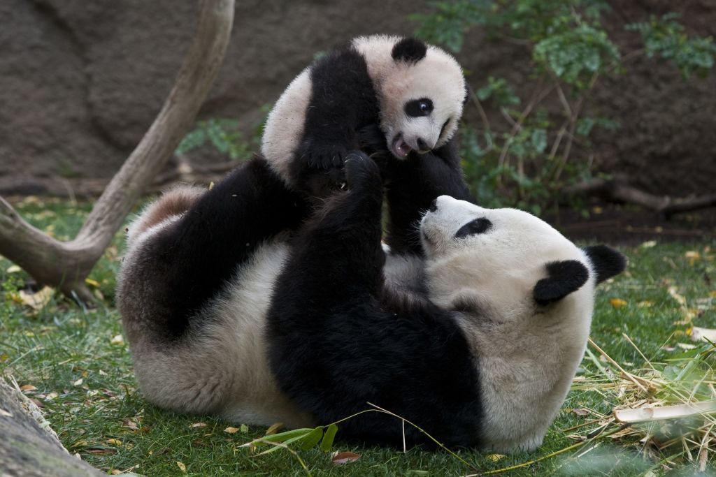 embarazo oso panda