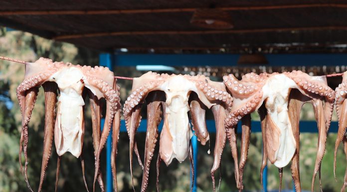 ¿Se pueden comer calamares en el embarazo? calamares